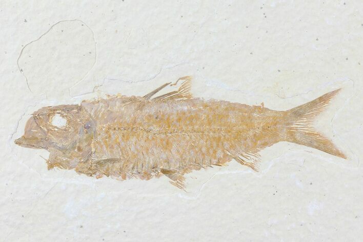 Knightia Fossil Fish - Wyoming #81467